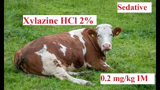 Xylaxine HCl dose and effect in cattle [upl. by Tonina582]