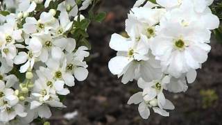 Exochorda macrantha The Bride [upl. by Imik798]