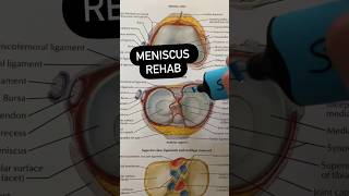 Meniscus Tear Rehab Exercises [upl. by Nilloc169]