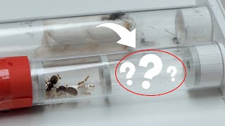 Where is all the brood  Lasius Flavus Colony Update 2 [upl. by Eitnom]