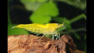 Drip acclimating new shrimp to 75 gallon planted tank [upl. by Uase726]