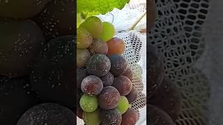 Manejo na Videira melhora a qualidade cultivandovariedades shortvideo [upl. by Hselin417]