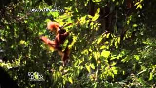 Orangutan dying as demand for palm oil soars  NBC Rock Center [upl. by Arand371]