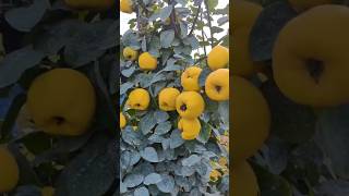 BEXI KOʻCHATLARI SOTUVDA 998770086100 uzbekistan fruit rekaciq shortvideo smartphone rec [upl. by Thayer]