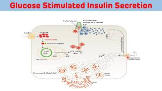 Insulin Secretion Mechanism Explained In One Minute  Mechanism of Insulin Secretion [upl. by Noscire]