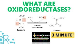 What are oxidoreductases with example in 3 minutes [upl. by Alvy]