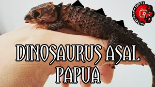 REPTIL INI BERDURI LAYAKNYA DINOSAURUS [upl. by Hetti]