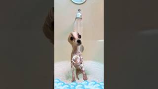 splish splash I was taking a bath 🛁 🧼🫧🧽 shorts dog bath fyp viral trend bubbles [upl. by Aihsyt]