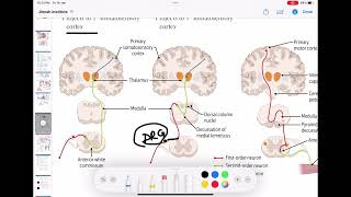 Spinothalamic  Dorsal column  Corticospinal  ascending and descending tract of spinal cord [upl. by Ellehsat]