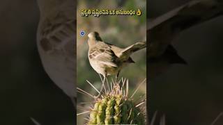 Mockingbird and Cactus relation shorts​ facts​ [upl. by Yerot716]