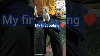 Tintins first outing moments yoytubeshorts shorts shortsfeed kitten pets tintin shortvideo [upl. by Lirbij]