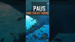 Jaring Yang Di Buang Membawa Masalah Baru faktamenarik animals [upl. by Edgell526]