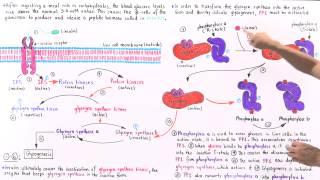 Insulin and Glucose Regulation of Glycogenesis [upl. by Daniele]