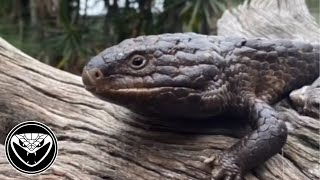 Basic set up care Shingleback skinks [upl. by Thomasine]