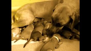 Rhodesian Ridgeback Puppies  DLitter 11 Days Old [upl. by Philina719]