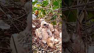 Blackshouldered kite Baby Birds learn to walk around the shellEp23 [upl. by Callida]