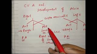 CV A006 Structural development of atrium [upl. by Nealon]