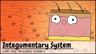 Integumentary System [upl. by Liba707]