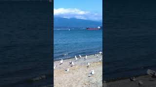 Gulls Listening to Waves Sound [upl. by Dent]