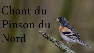 Chant du pinson du Nord  Song of the finch [upl. by Eyar]