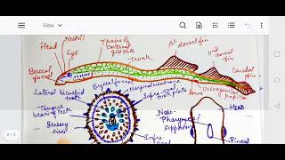 petromyzon external structure [upl. by Deryl]