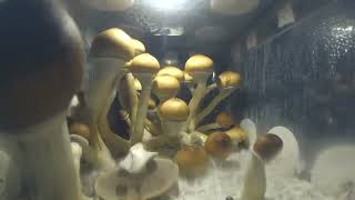 MUSHROOMS TIMELAPSE [upl. by Radbourne]