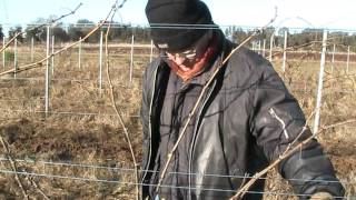 Pruning Chenin blanc vines [upl. by Gerius676]