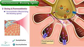 Neuromuscular Blocking Agents Animation  Pharmacology Lectures [upl. by Hsiwhem]