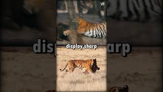 Sumatran Tiger VS Bengal Tiger shorts [upl. by Zacharias969]