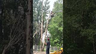 Abattage Arbre mort dangereux🌲🚨 treelife treecutting deadtree arborist [upl. by Muldon]