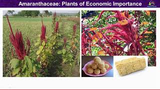 Amaranthaceae Family Economic Importance Plants of economic importance of Amaranthaceae [upl. by Catherina]