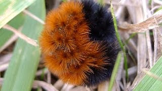 Woolly bears on the move [upl. by Aselehc]