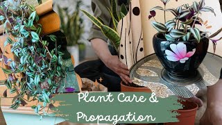 Plant care and propagation  indoor plant propagation ideas  zebrina decoration plants tips [upl. by Arahset671]