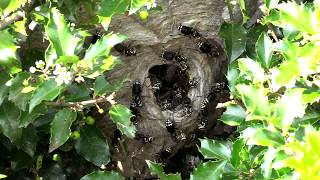 Bald Faced Hornet HUGE Nest removal Wasp Nest [upl. by Anaigroeg]