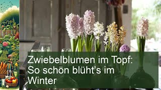 Zwiebelblumen im Topf So schön blüht’s im Winter [upl. by Enelrahs]