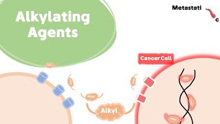 Alkylating Agents For Researchers [upl. by Hett836]