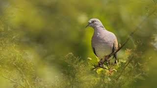 Turtle Doves [upl. by Graaf]