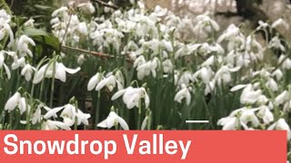 Discover the detailed and diverse world of snowdrops  The RHS [upl. by Muscolo]