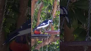 Peewee and Lorikeets enjoying meal birdwatchingbliss birdwatchersparadise [upl. by Fretwell]