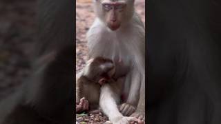 Monkey breastfeeding monkeybreastfeeding breast feeding monkeysanctuary monkeyvideo monkeybaby [upl. by Libbey995]