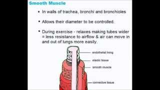 Gaseous Exchange System  Quick A Level Biology Revision [upl. by Nnyleuqcaj]