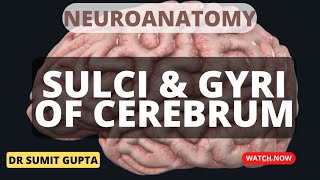 SULCI amp GYRI OF CEREBRUM [upl. by Halbert842]