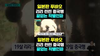 PandaTV 일본판 푸바오 리리씬씬 중국행 끝없는 작별 인파 [upl. by Frager36]