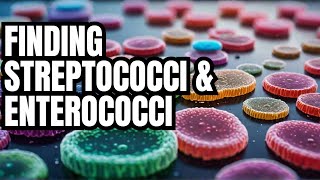 LECTURE 19 Isolation and Identification of Streptococci and Enterococci [upl. by Fiedling]