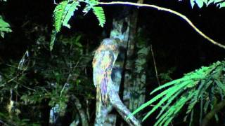 Amazonian Longtailed Potoo Nyctibius aethereus longicaudatus [upl. by Felicdad]