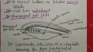 Phylum chordata full in hindi [upl. by Asha]