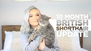 10 MONTH BRITISH SHORTHAIR CAT UPDATE  Reasons To Own One [upl. by Anyzratak426]