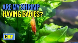 Cherry Shrimp  how to tell they are having babies [upl. by Salaidh]