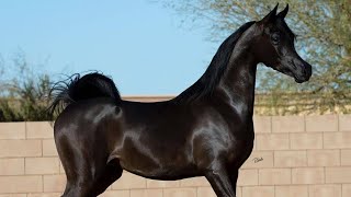 Arabian horse videos compilation  3  💕❤️ 2021 Try not to watch it till the end [upl. by Ecirtram]