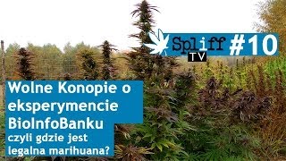 Wolne Konopie o eksperymencie Bio Info Banku  Spliff TV 10 [upl. by Domenic]